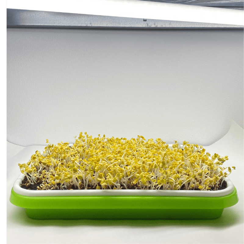 Microgreens pod umělým osvětlením